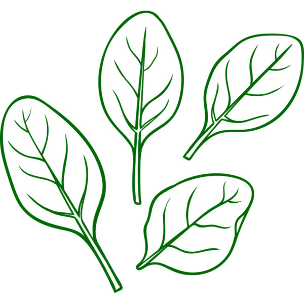 Spinach Thumbnail